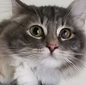 Meet your Posher, Cindy